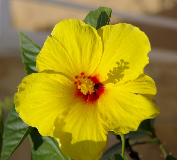 Spanish Hybiscus