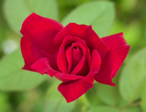 Spanish Rose