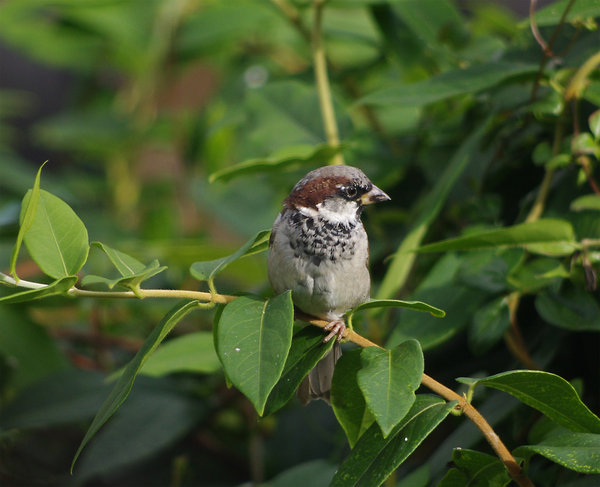 Sparrow