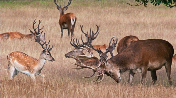 Stand off!
