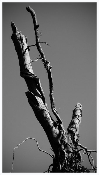 Stark Tree