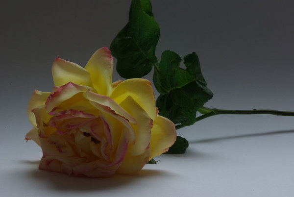 The Last Rose