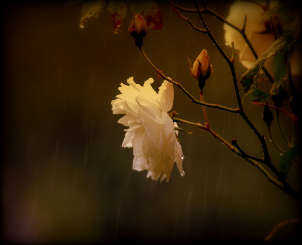 Through the wind and rain 2