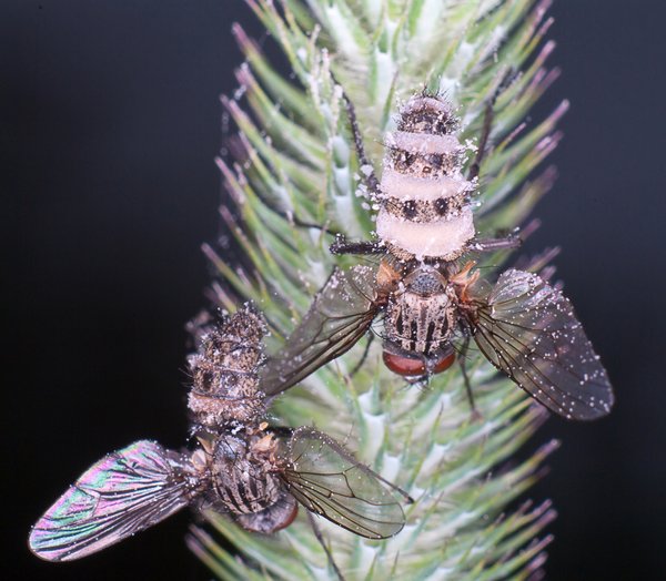 Two upside down flies