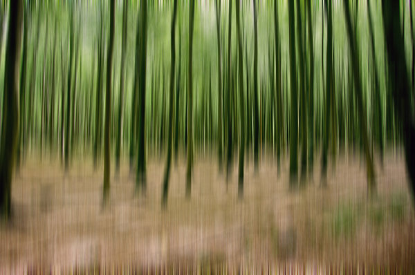 Vertical Forest