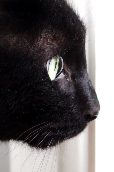 What Mouse ?