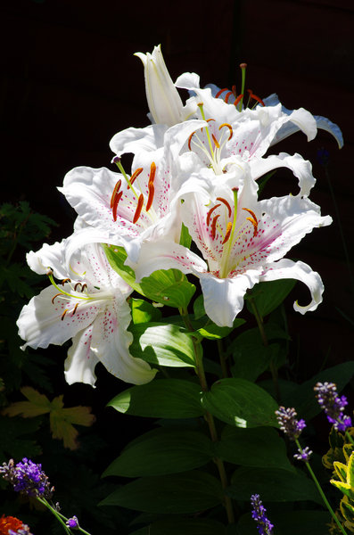 White Lilies in Sunlight