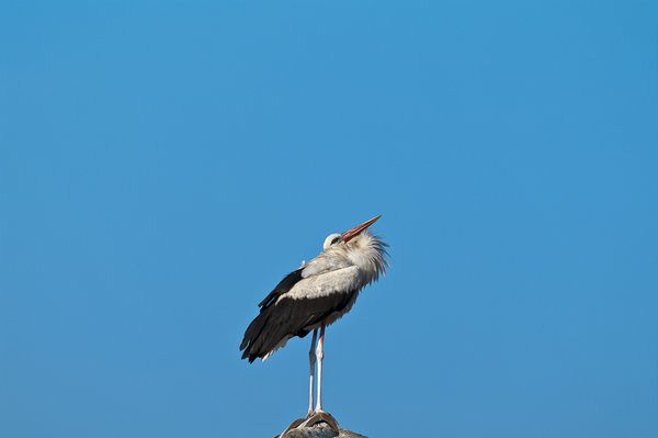 White Stork