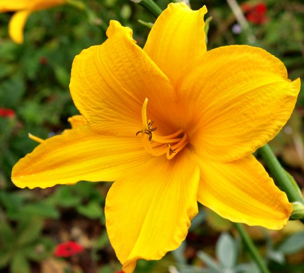 Yellow lily