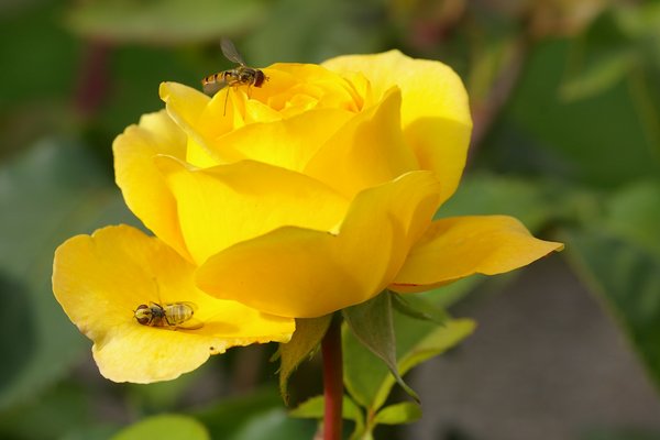 Yellow Rose