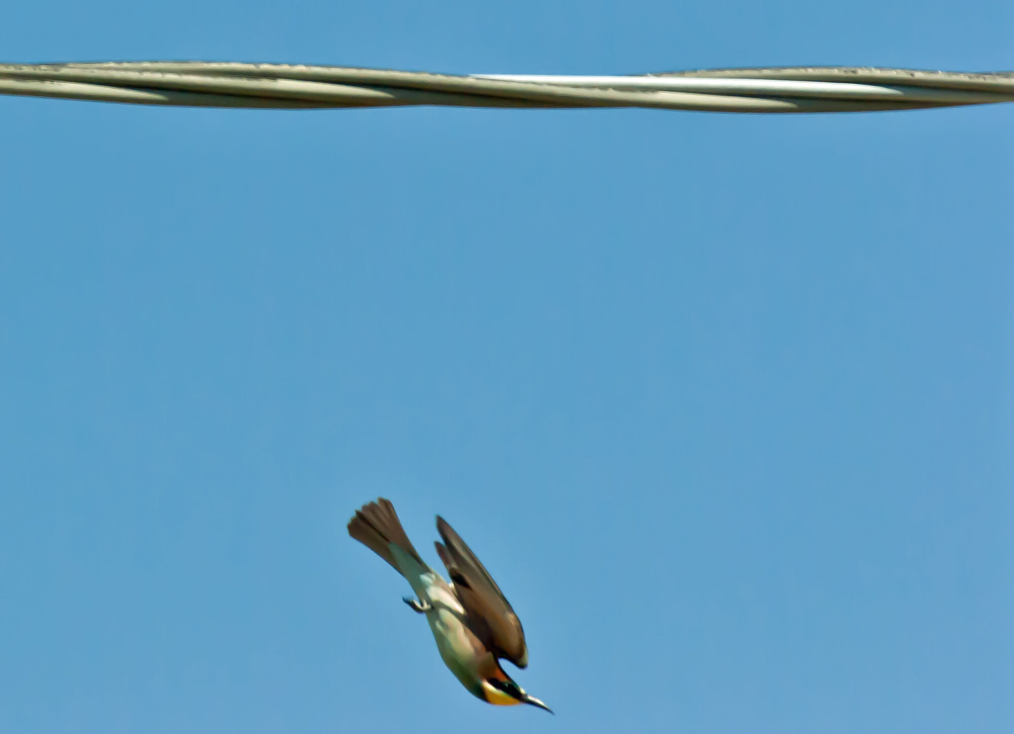 Bee eater taking off