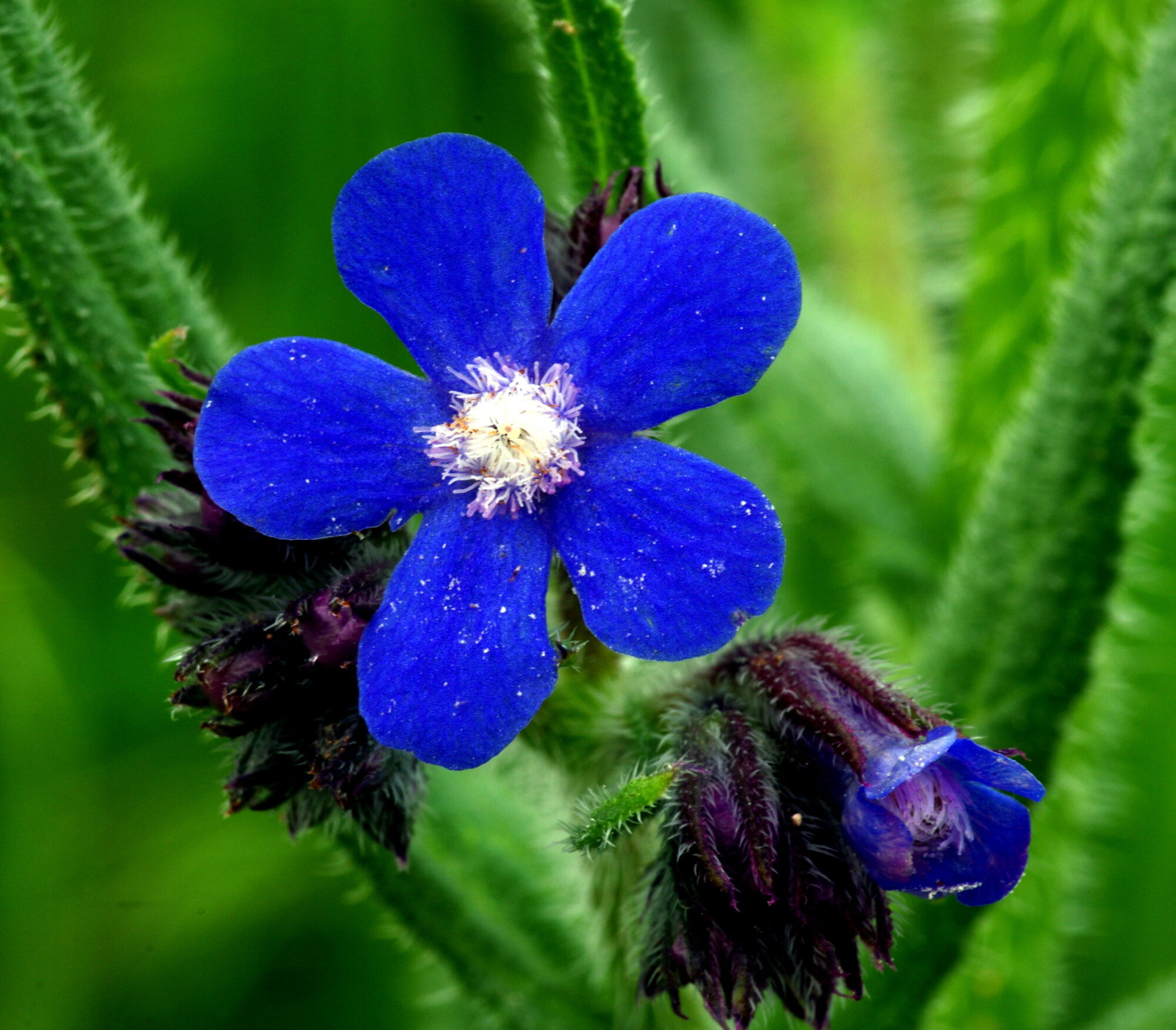 Blue