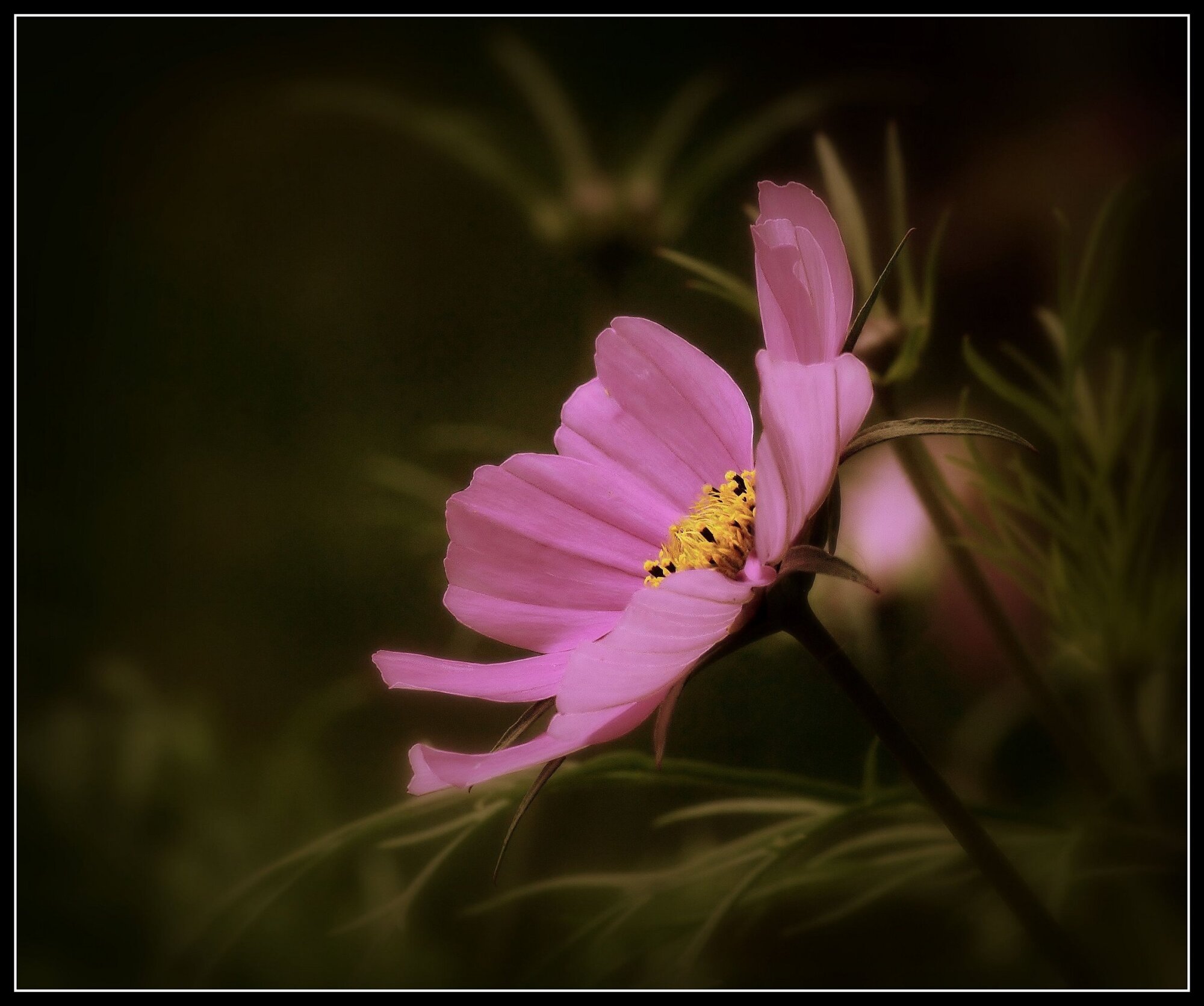 Cosmos
