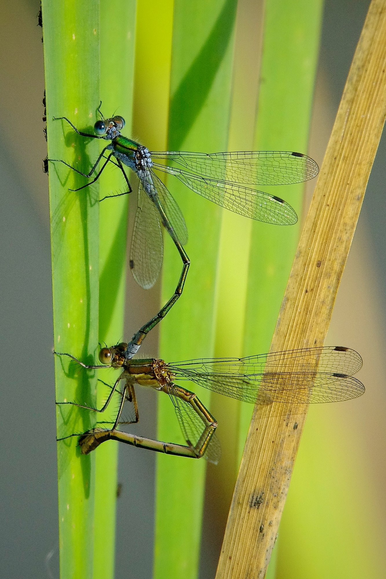 Emerald damselflies