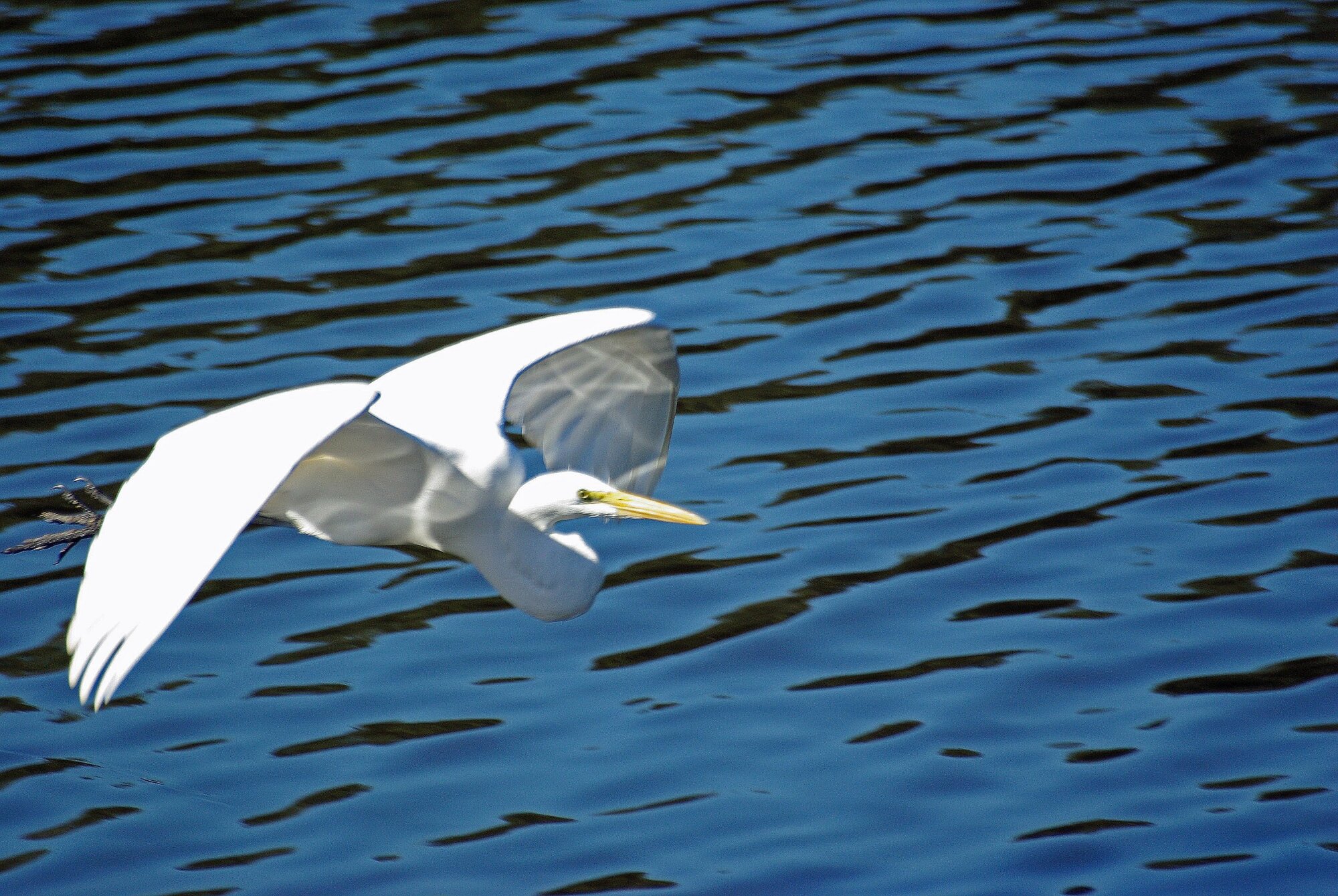 Great Egreat in flight