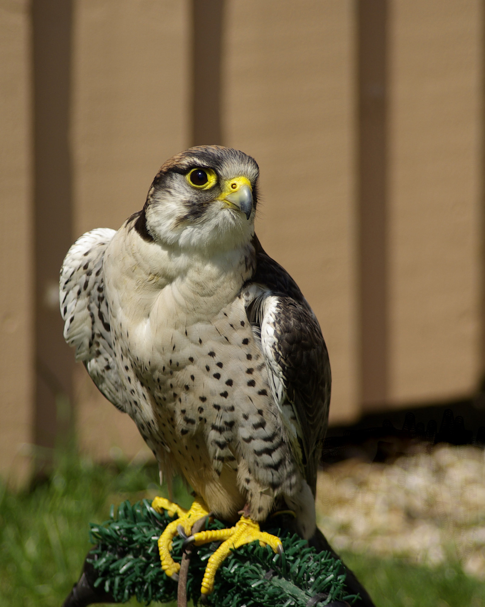 Hawk