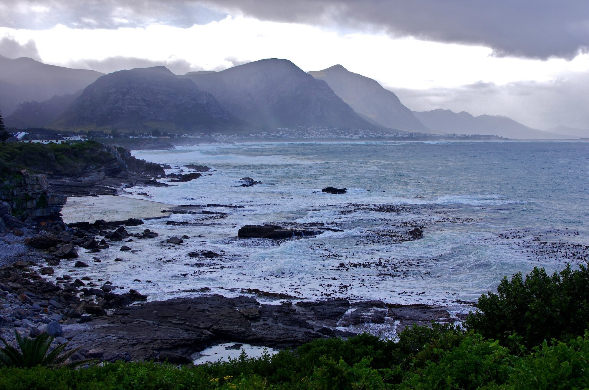 Hermanus.