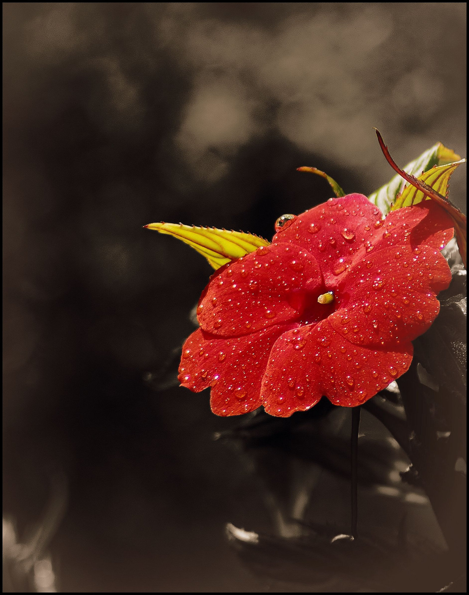 Lizzie after the rain