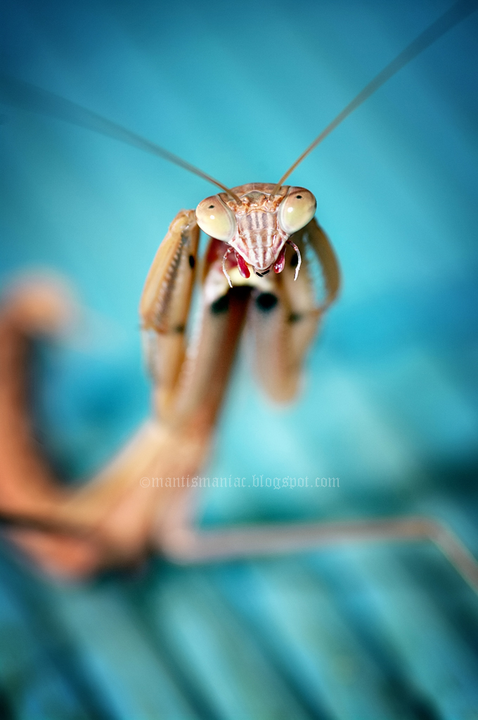 My chinese mantis
