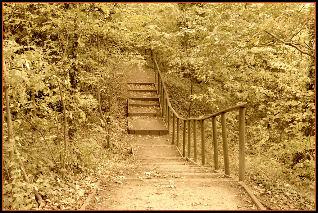 Steps to Clay woods,