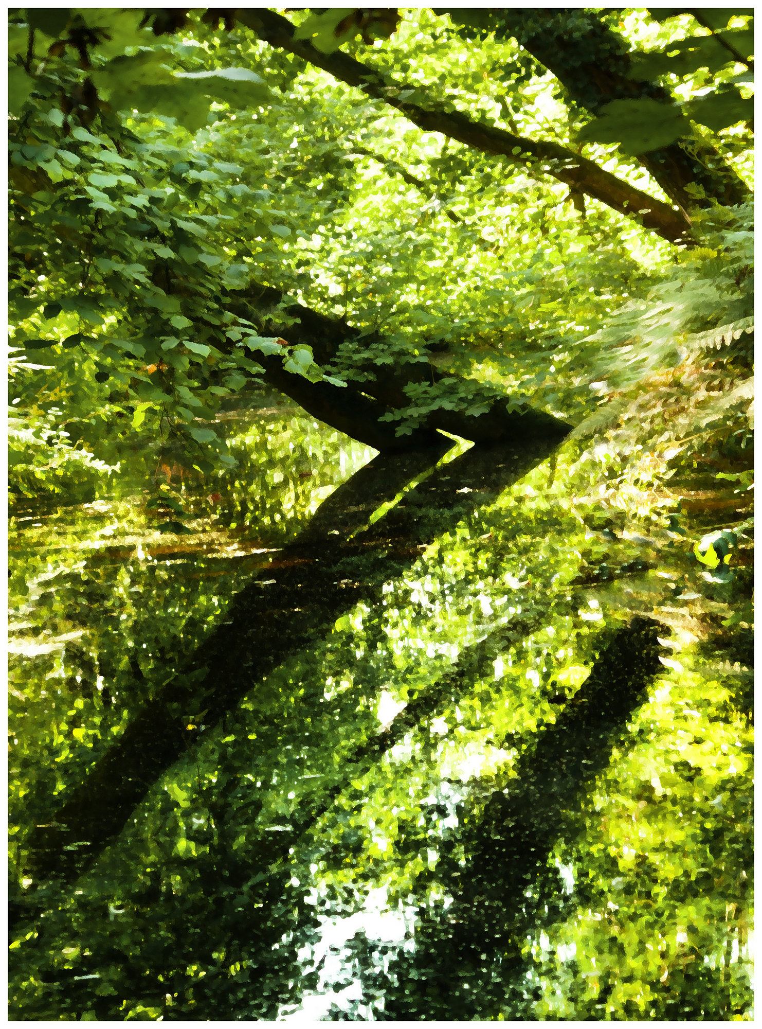 Summer reflections