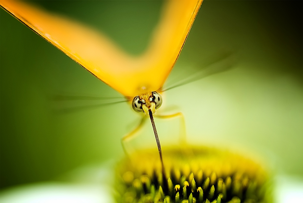 Sunshine Butterfly
