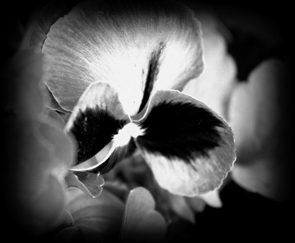 Winter Pansies