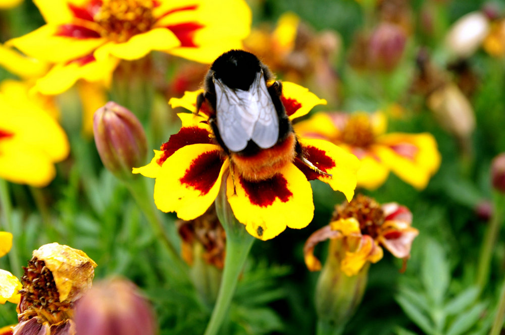 Bumble bee and Marigold