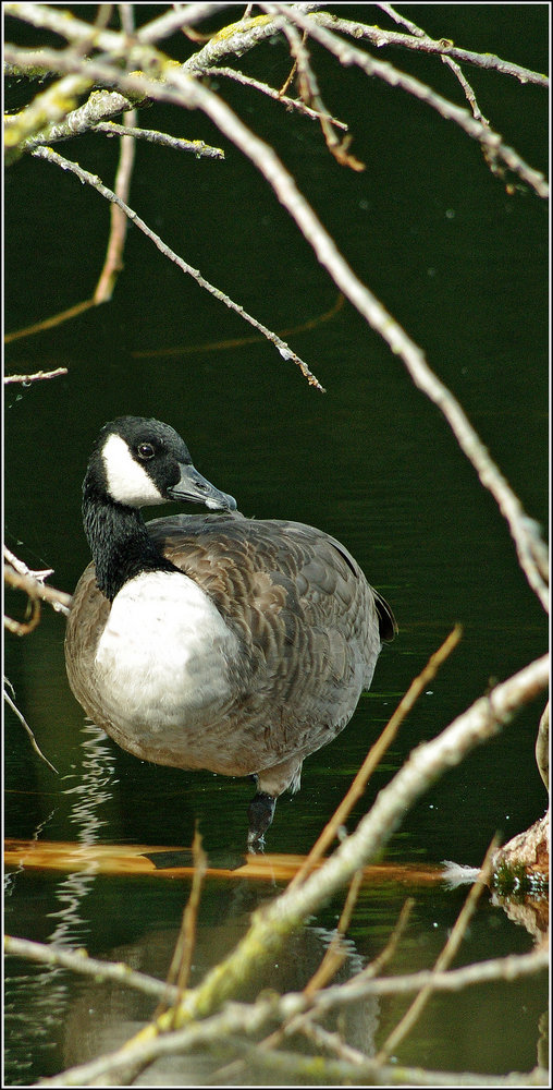 Canada Goose