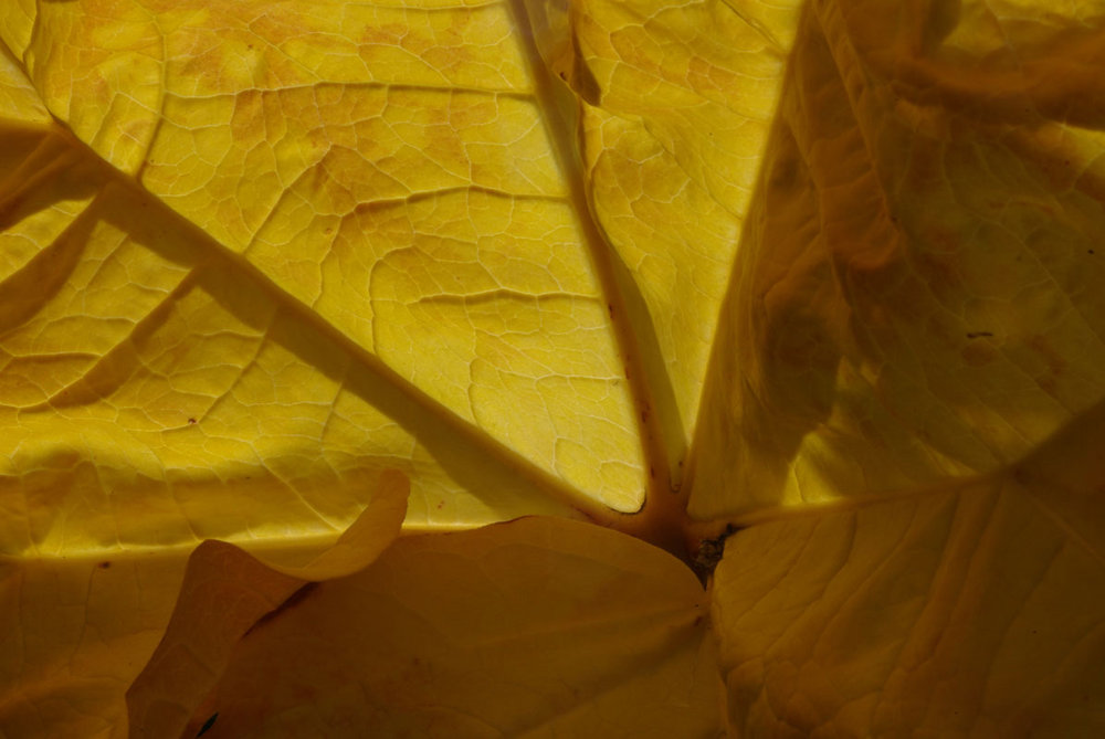 Gold leaf