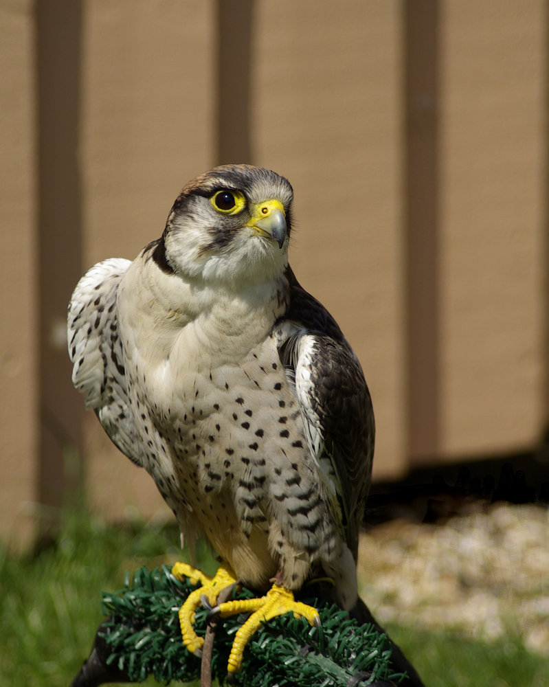 Hawk