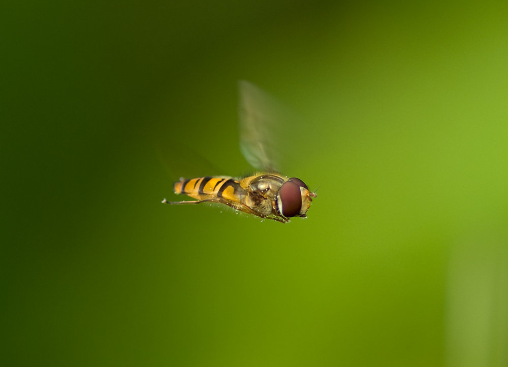 Hovering