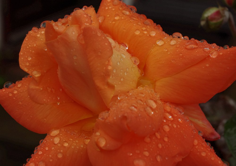 Lovers Meeting Rose.in the rain