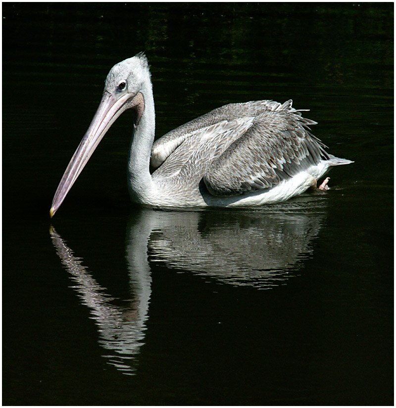 Pelican