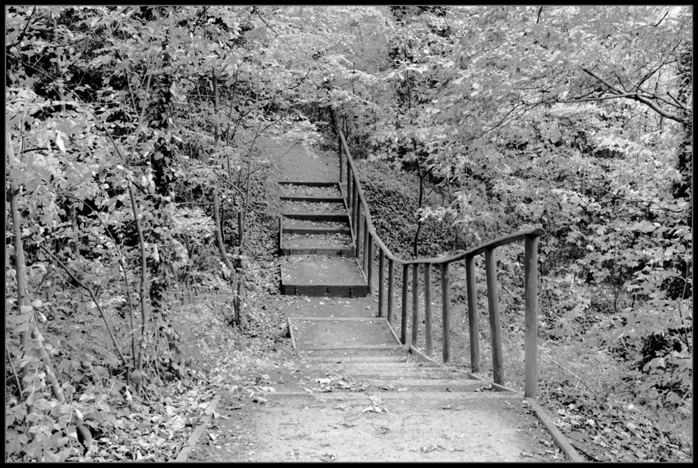 Steps to Clay woods,Black and white