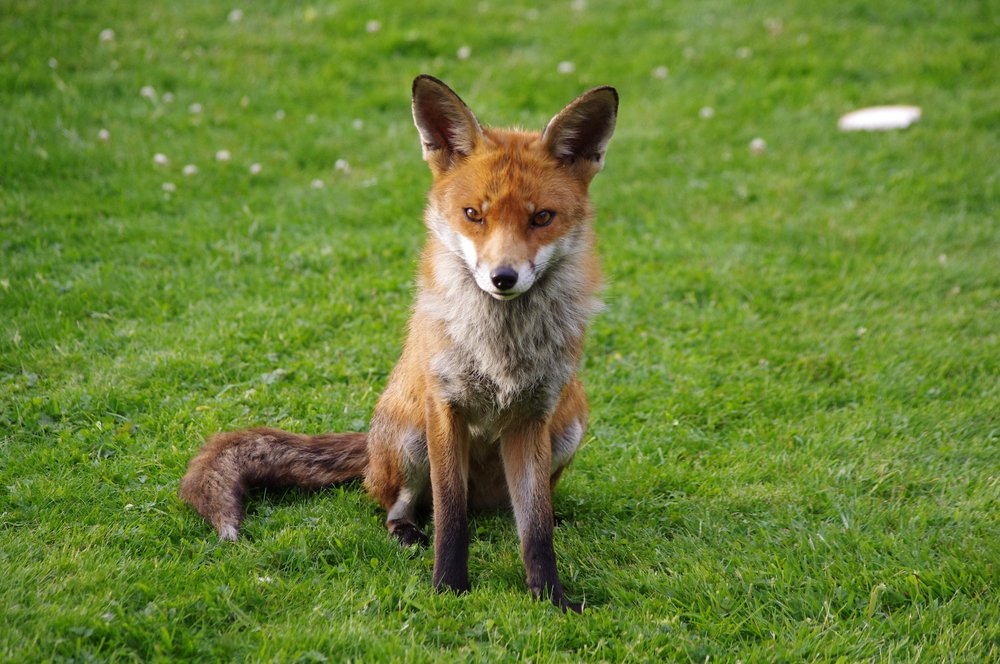 The Fox