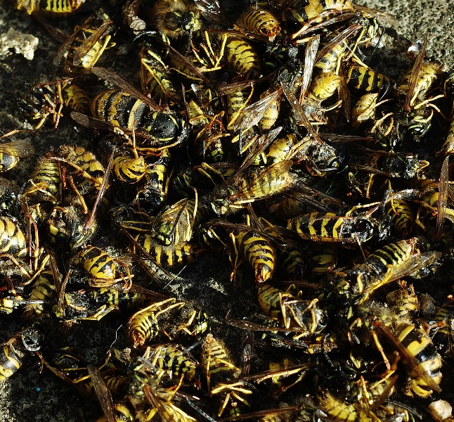 WASPZART