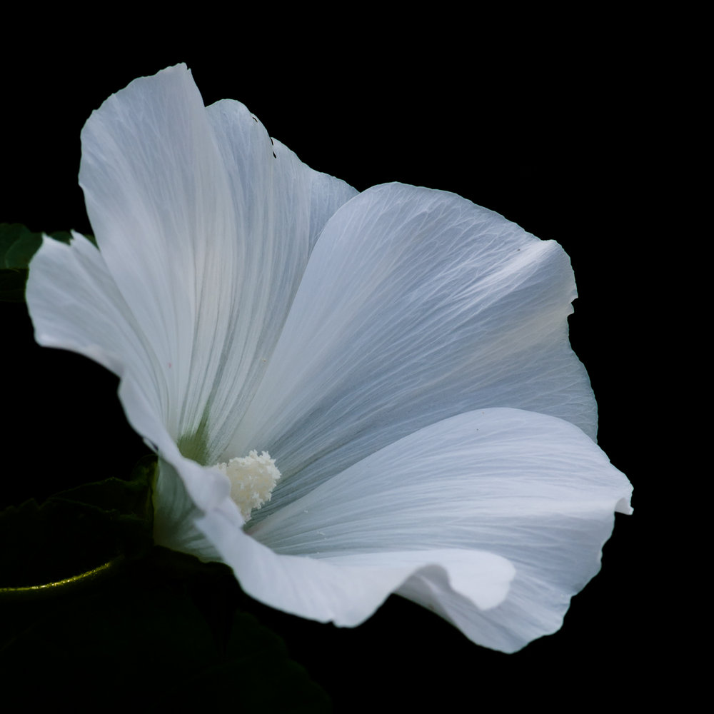 White and Black