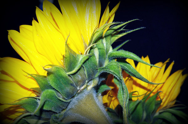 2 sun flower heads