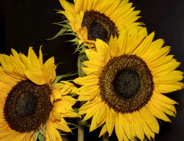 3 sunflowers