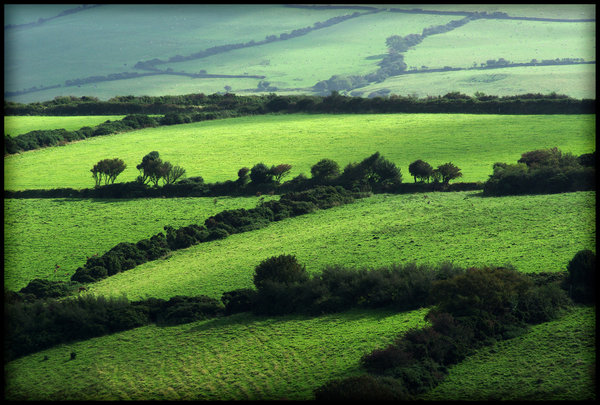 A Pattern of Fields