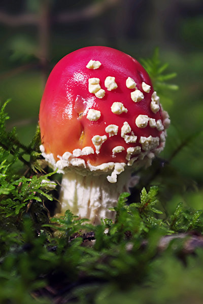A Pyschoactive Mushroom