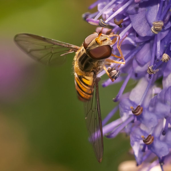 A quick nip of nectar!