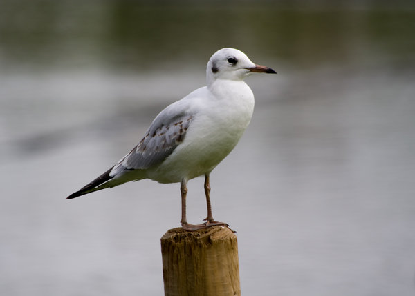 Alton Towers Seagull