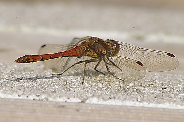 Another foxglove dragonfly