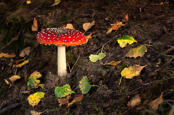 Autumn Red