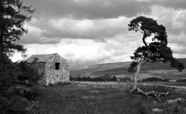 Barn and Tree