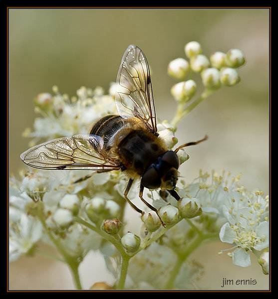 Bee wings