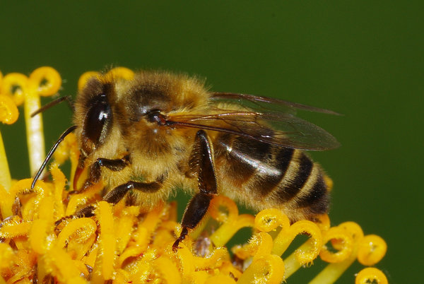 bee