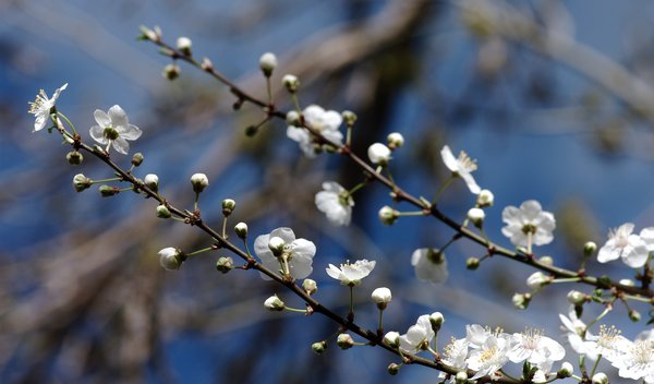 A touch of spring in autumn.